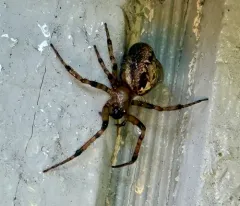 Pacific Sector Orbweaver thumbnail 4