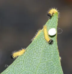 Tulip-tree Silkmoth thumbnail 3