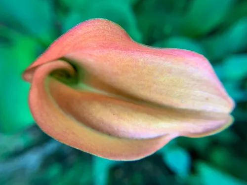 Pink Arum