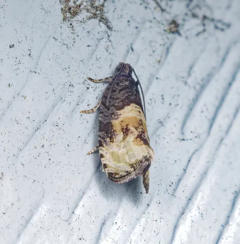 Impudent Hulda Moth