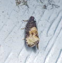 Impudent Hulda Moth thumbnail 1