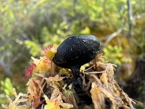Pseudoplectania episphagnum