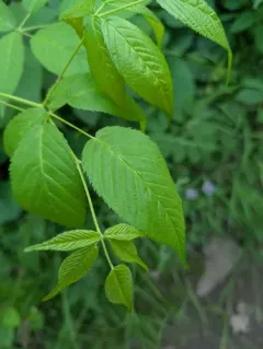 Mountain Blackberry thumbnail 2