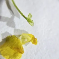 Utricularia tenuicaulis thumbnail 4