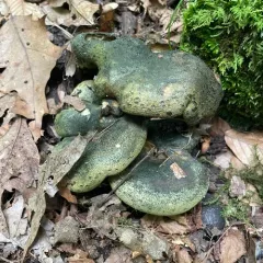 dark-spotted milkcap thumbnail 4