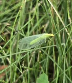 Weeping Green Lacewing thumbnail 3