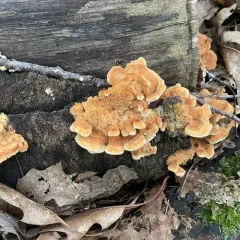 Deer-colored Trametes thumbnail 4