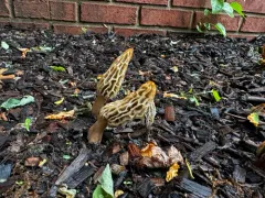 Woodchip Morel thumbnail 4