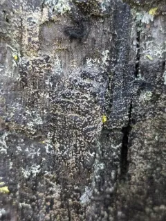 Common Clam Lichen thumbnail 4