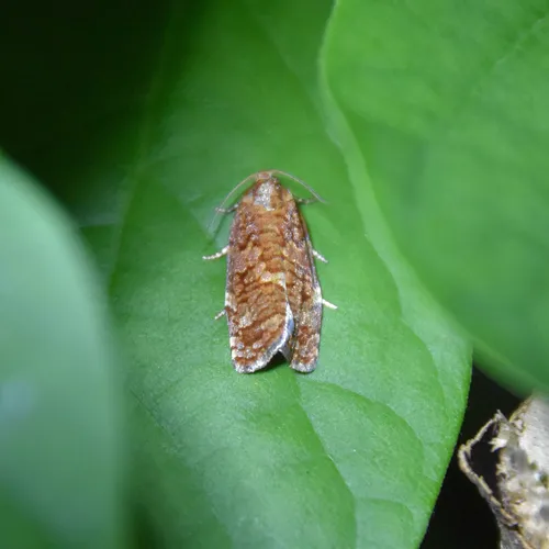 Jack Pine Budworm Moth