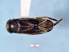 Sigara alternata thumbnail 4