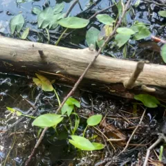 Arumleaf Arrowhead thumbnail 4