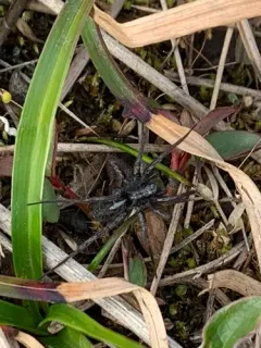 Pardosa glacialis thumbnail 3