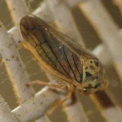 Raspberry Leafhopper thumbnail 4