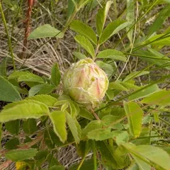 Rabdophaga rosacea thumbnail 2