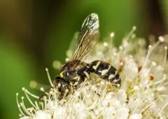 Euparagia scutellaris thumbnail 2