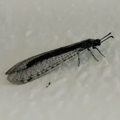 Myrmeleon exitialis thumbnail 4