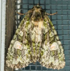 Spotted Phosphila Moth thumbnail 4