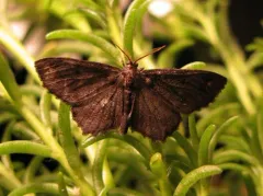 Esther Moth thumbnail 3