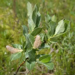 Undergreen Willow thumbnail 4