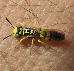 Philanthus multimaculatus thumbnail 4