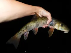 Tyee Sucker thumbnail 4