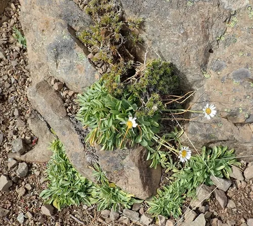Flett's Fleabane