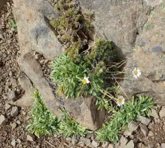 Flett's Fleabane thumbnail 1