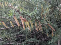 Pygmy Caragana thumbnail 4