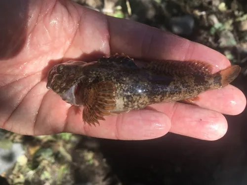 Columbia Sculpin