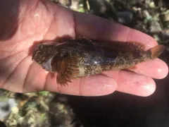 Columbia Sculpin thumbnail 1