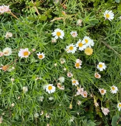 Hyssop-leaved Fleabane thumbnail 4
