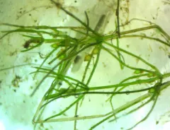 fragile stonewort thumbnail 1