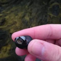 Common Periwinkle thumbnail 4