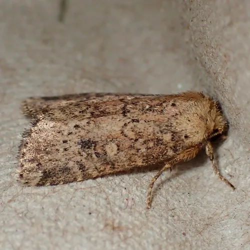 Northern Scurfy Quaker