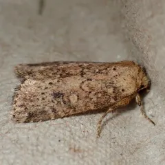 Northern Scurfy Quaker thumbnail 1