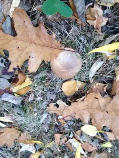White Button Mushroom thumbnail 4