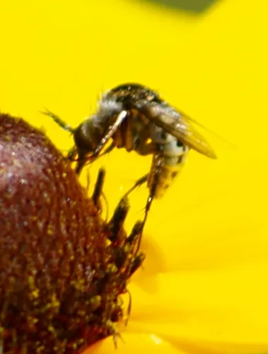 Toxophora amphitea