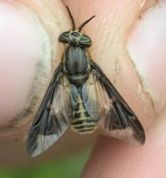 Chrysops indus thumbnail 2