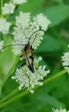 Etorofus vitiosus thumbnail 2