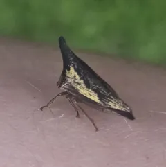 Locust Treehopper thumbnail 4