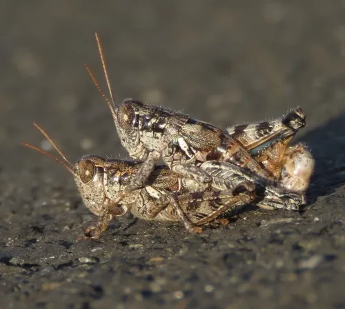 Oedaleonotus orientis