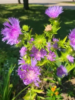 Stokes' aster thumbnail 3