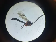 Apechthis ontario thumbnail 1