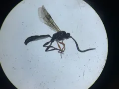 Dirophanes maculicornis thumbnail 2