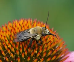 Hibiscus Turret Bee thumbnail 2