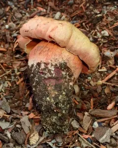 Liver Bolete thumbnail 2