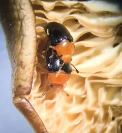 Breastplated Pleasing Fungus Beetle thumbnail 2