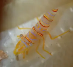 Candy-striped Shrimp thumbnail 4