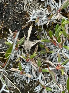 Syngrapha parilis thumbnail 2